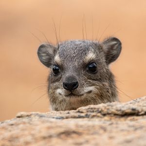 Hyrax
