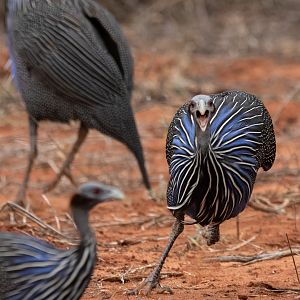 Vulturine Guineafowl
