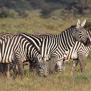 Grant's Zebra