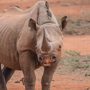 Black Rhino & some Yellow-billed Oxpecker