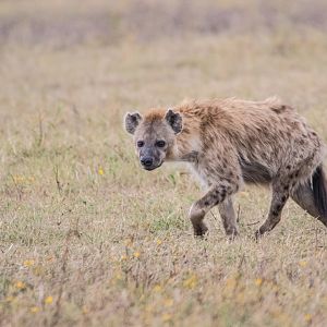 Spotted Hyena