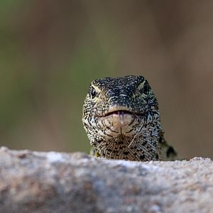 Nile Monitor Lizard