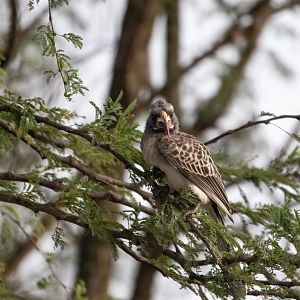 Female African Grey Hornbill