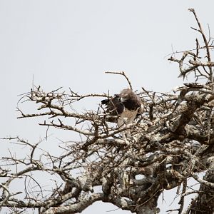 Martial Eagle Gathering Nesting Material