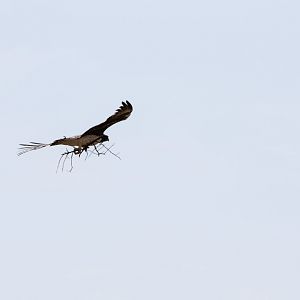 Martial Eagle Gathering Nesting Material