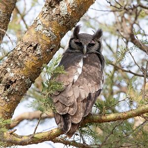 Milky Eagle-Owl