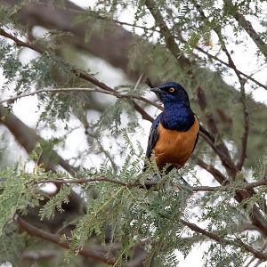 Hildebrandt's Starling