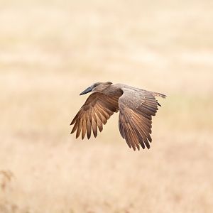 Hamerkop