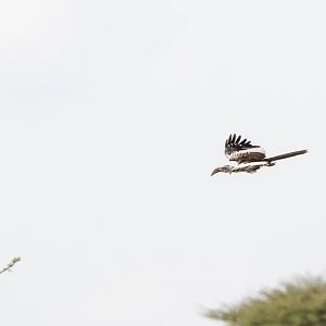Northern Red-billed Hornbill