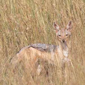 Black-striped Jackal