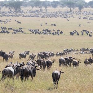 The Wildebeest Migration
