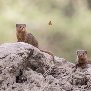 Dwarf Mongoose