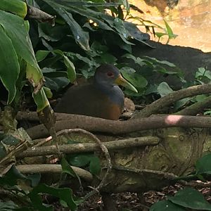 Gray-Necked Wood Rail (Aramides cajaneus)