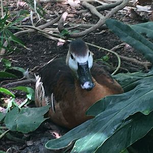Hybrid Whistling Duck (Dendrocygna sp. X Dendrocygna sp.)