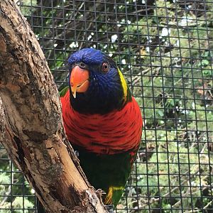 Rainbow Lorikeet (Trichoglossus moluccanus)