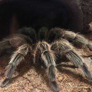 Rose-Hair Tarantula (Grammostola rosea)