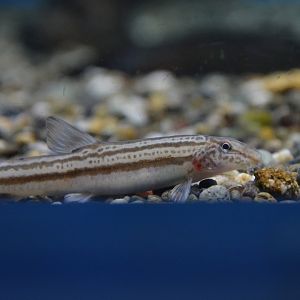 Lake Biwa spined loach (Cobitis magnostriata)
