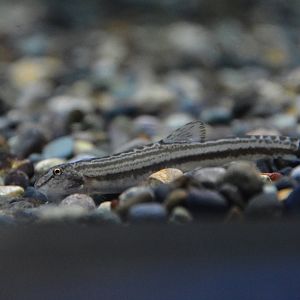 Oumi spined loach (Cobitis minamorii oumiensis)