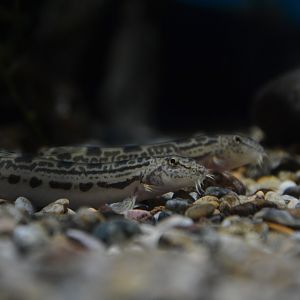Ohshima loach (Cobitis sp. 'BIWAE type A')