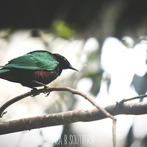 emerald starling