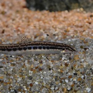 Takatsu spined loach (Cobitis takatsuensis)
