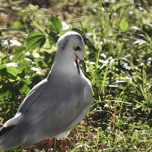 Saunders's gull, Saundersilarus saundersi