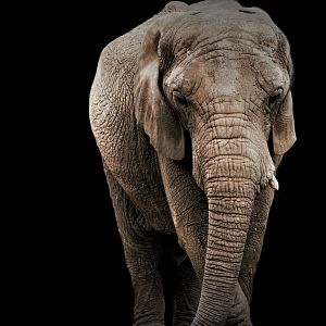 Lammie, African Elephant (Loxodonta africana)