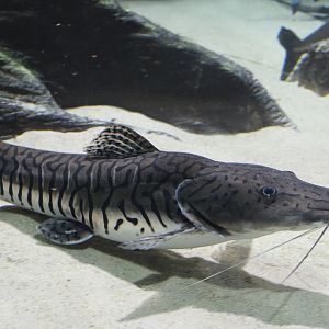 Tiger sorubim - Pseudoplatystoma tigrinum