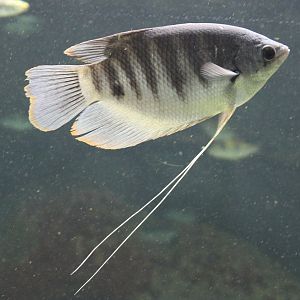 Trichopodus trichopterus