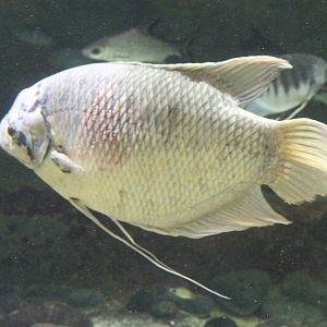 Giant gourami - Osphronemus goramy
