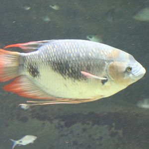 Giant red tail gourami - Osphronemus laticlavius