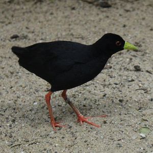 African black crake