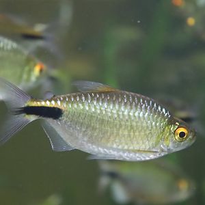 Longfin Tetra (Bryconalestes longipinnis)