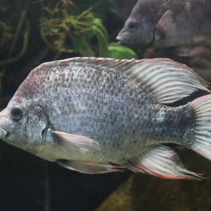Mangarahara Cichlid (Ptychochromis insolitus)