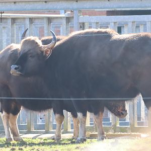 Indian Gaur (Bos gaurus gaurus)