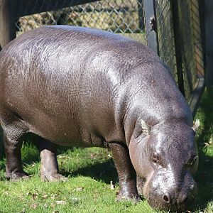 Western Pygmy Hippopotamus (Choeropsis liberiensis)