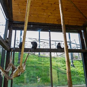 indoor enclosure lion-tailed macaque