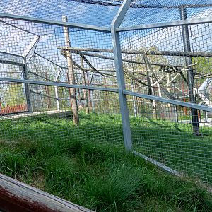 enclosure of lion-tailed macaque