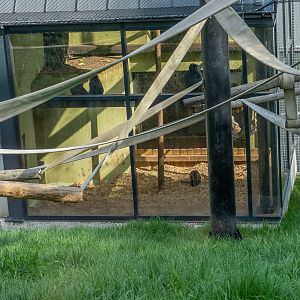 enclosure of lion-tailed macaque