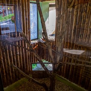 indoor enclosure capuchin monkeys