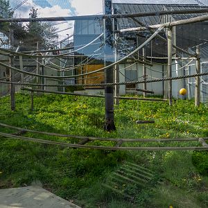 enclosure of capuchin monkeys