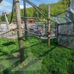 enclosure of capuchin monkeys
