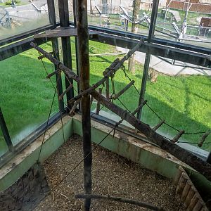 indoor enclosure mantled guereza