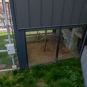 enclosure of mantled guereza