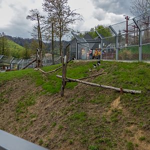 enclosure of mantled guereza