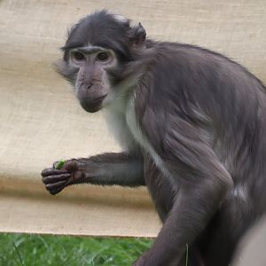 White-naped Mangabey (Cercocebus lunulatus)