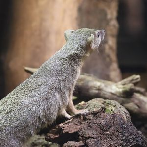 Narrow-striped Mongoose (Mungotictis decemlineata)