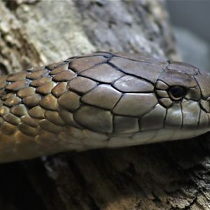 King Cobra (Ophiophagus hannah)