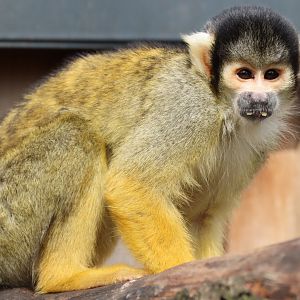 Bolivian Squirrel Monkey (Saimiri boliviensis)