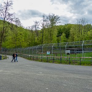 enclosure of brown bears #1